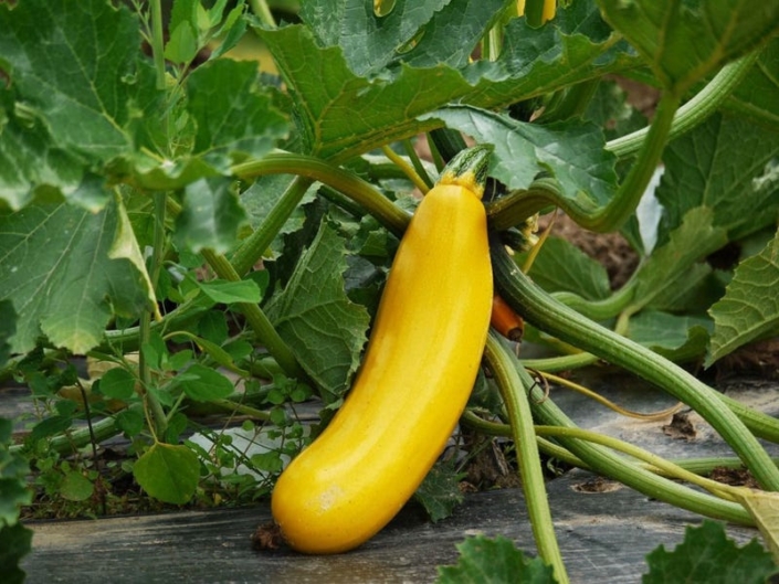 Gelbe Zucchini – Echinos
